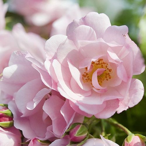 Talajtakaró rózsa - Rózsa - Noamel - Online rózsa rendelés
